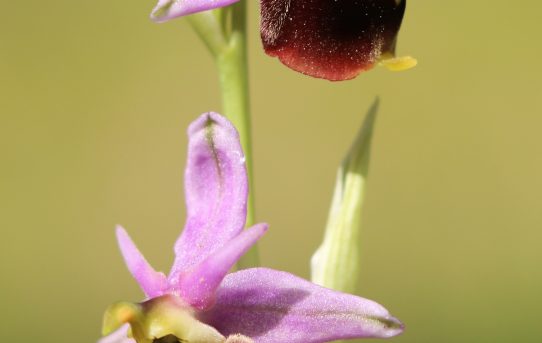 Ophrys oestrifera ssp. oestrifera