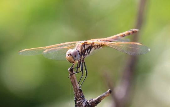 Sympetrum fonscolombii. Red-veined Darter.