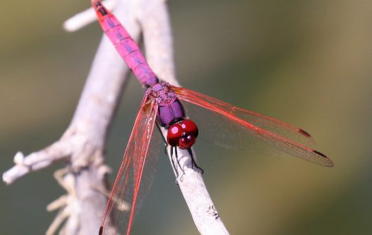 Trithemis annulata. Violet Dropwing.