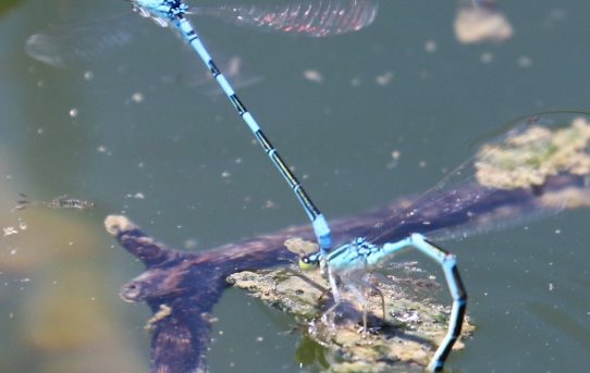 Coenagrion scitulum. Dainty Blue.