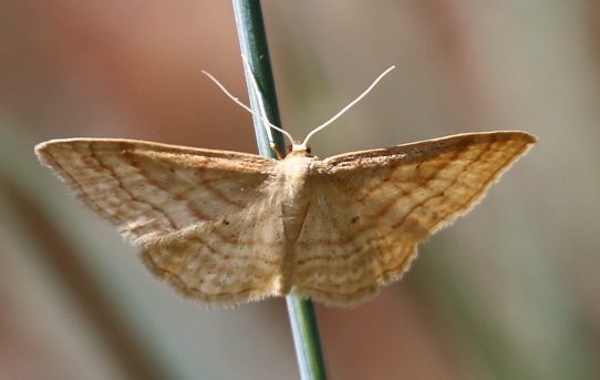 Bright Wave. Idaea ochrata. 1