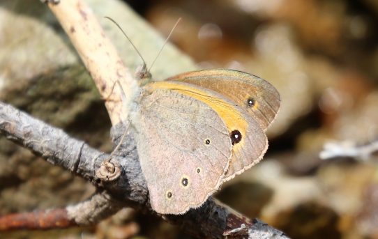 Maniola chia. Chios Meadow Brown.