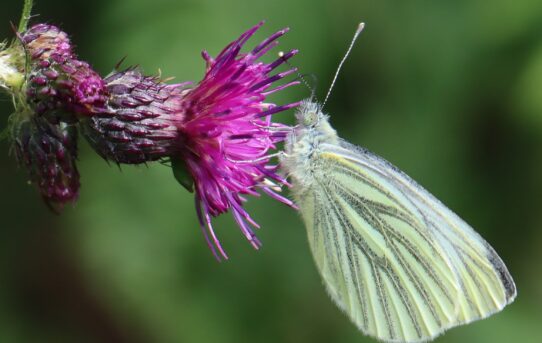 Green-veined White.