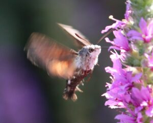 Macroglossum stellatarum.