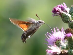 Macroglossum stellatarum.