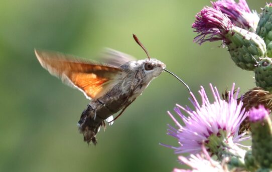 Macroglossum stellatarum.