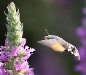 Macroglossum stellatarum.