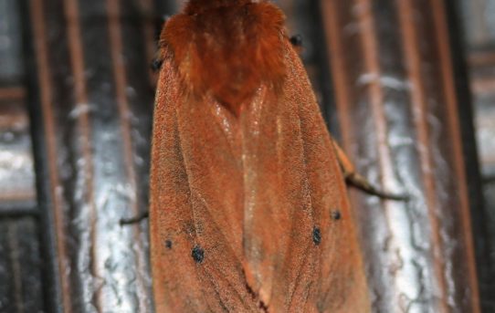 Phragmatobia fuliginosa. Ruby Tiger.