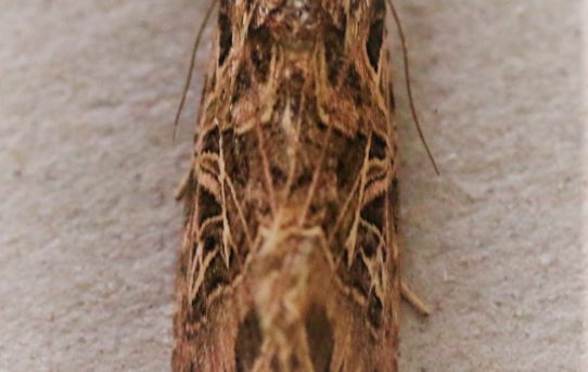 Spodoptera cilium. Dark Mottled-Willow.