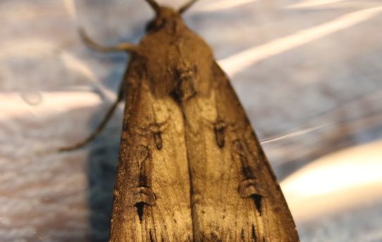 Agrotis ipsilon. Dark Sword-grass.