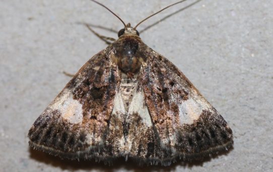 Xestia xanthographa. Square-spot Rustic.