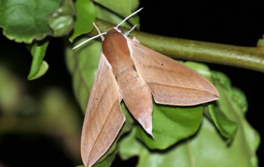 Theretra alecto. Levant Hawkmoth