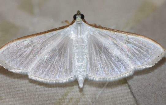 Palpita vitrealis. Jasmin Moth