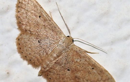 Idaea sylvestraria. Dotted-border Wave.