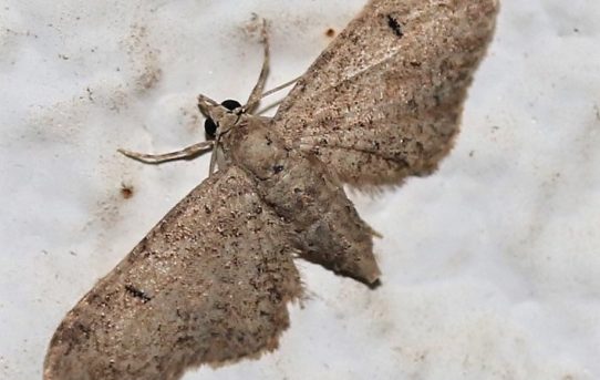 Eupithecia vulgate. Mottle Pug