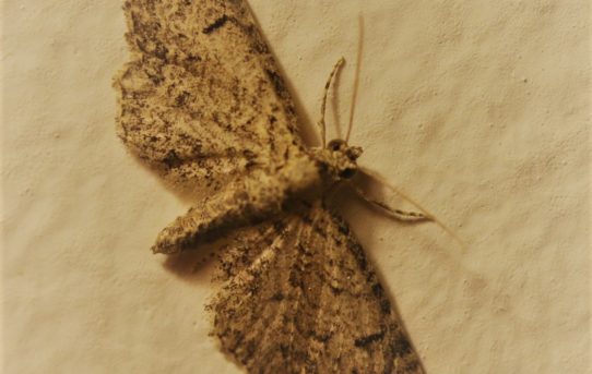 Eupithecia intricata. Freyer's Pug