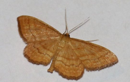 Idaea ochrata. Bright Wave.