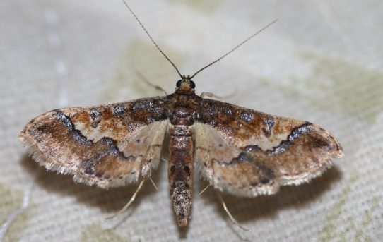 Hydriris ornatalis