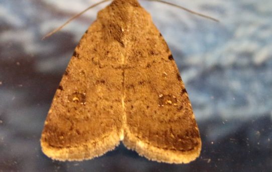 Caradrina clavipalpis. Pale Mottled Willow.