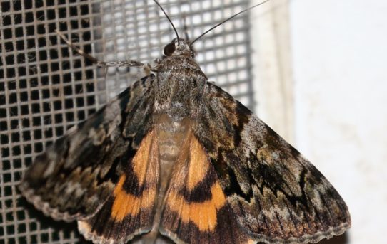 Catocala conversa. Yellow Underwing.