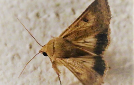 Heliothis nubigera. Eastern Bordered Straw.