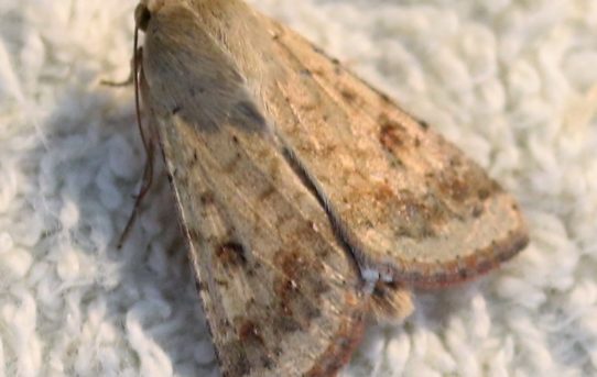 Helicoverpa armigera. Scarce Bordered Straw.