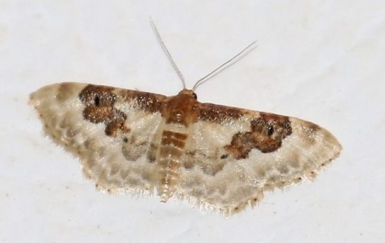 Idaea rusticana. Least Carpet.