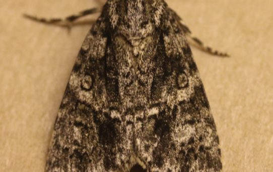 Acronicta auricoma. Scarce Dagger.