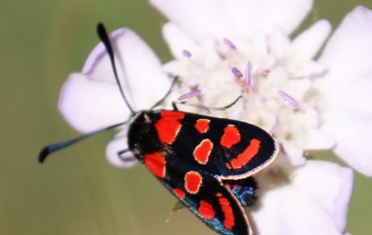 Zyganaena filipendulae. Six spot Burnet