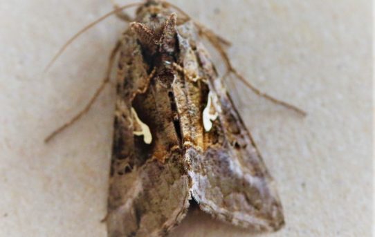 Autographa gramma. Silver Y.