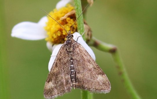 Perizoma blandiata. Heath Rivulet.