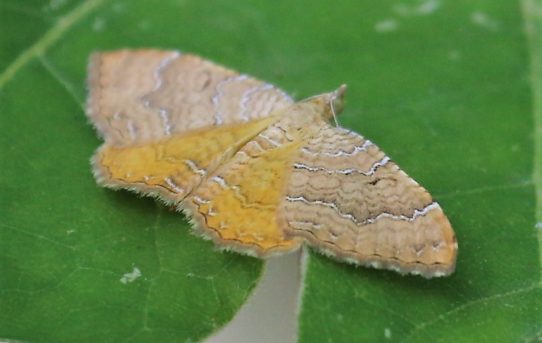 Camptogramma biliniata. Yellow Shell.