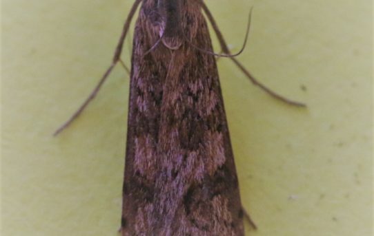 Nomophila noctuella