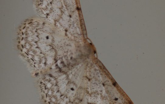 Scopula marginpunctata. Mullein Moth.