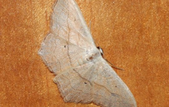 Idaea emarginata. Small Scallop.