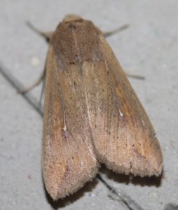 Mythimna unipuncta. White-speck.
