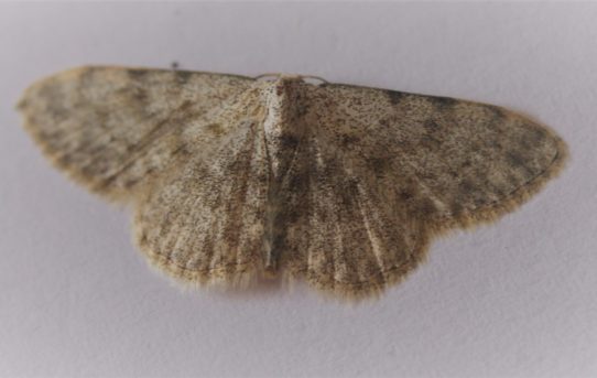 Scopula luridata