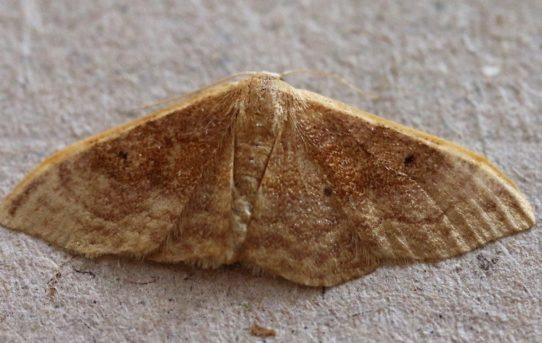 Idaea degeneraria. Portland Ribbon Wave.