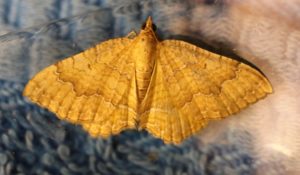 Camptogramma bilineata. Yellow Shell.