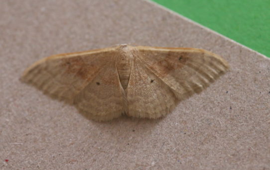 Scopula flostactata. Cream Wave.