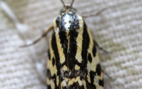 Acontia trabealis. Spotted Sulphur.