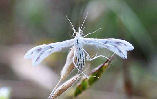 Wheeleria spilodactylus. Hoarhound Plume