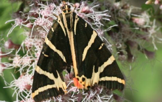 Euplagia quadripunctata. Jersey Tiger.