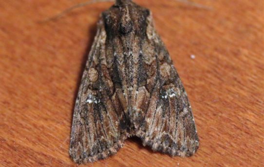 Mamestra brassicae. Cabbage Moth.