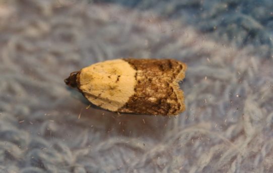 Acleris variegana. Garden Rose Tortrix.