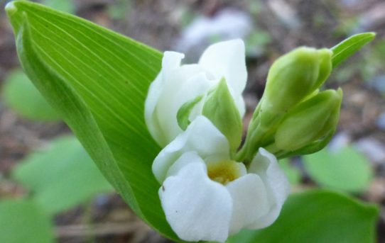 Cephalanthera damasonium.