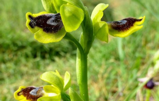 Ophrys sicula.