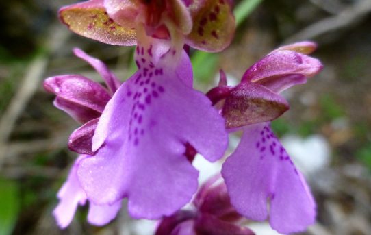 Orchis spitzelii.