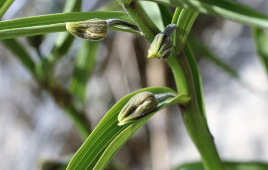 Epipactis veratrifolia.