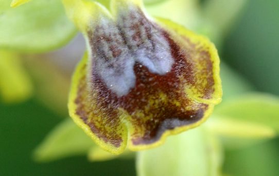 Ophrys melena.